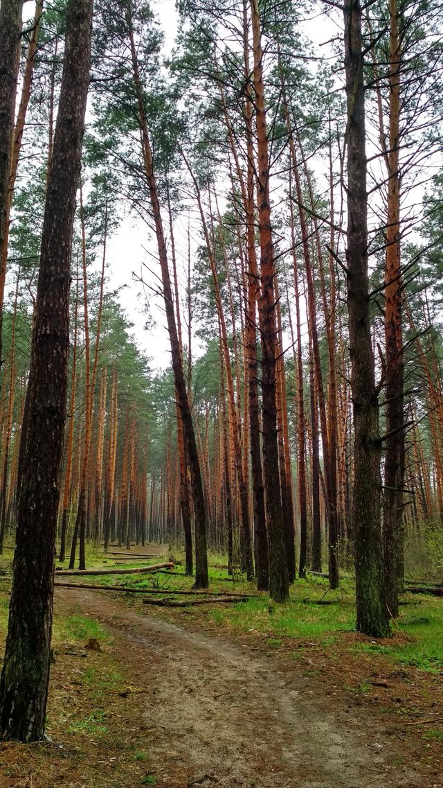 Spring forest