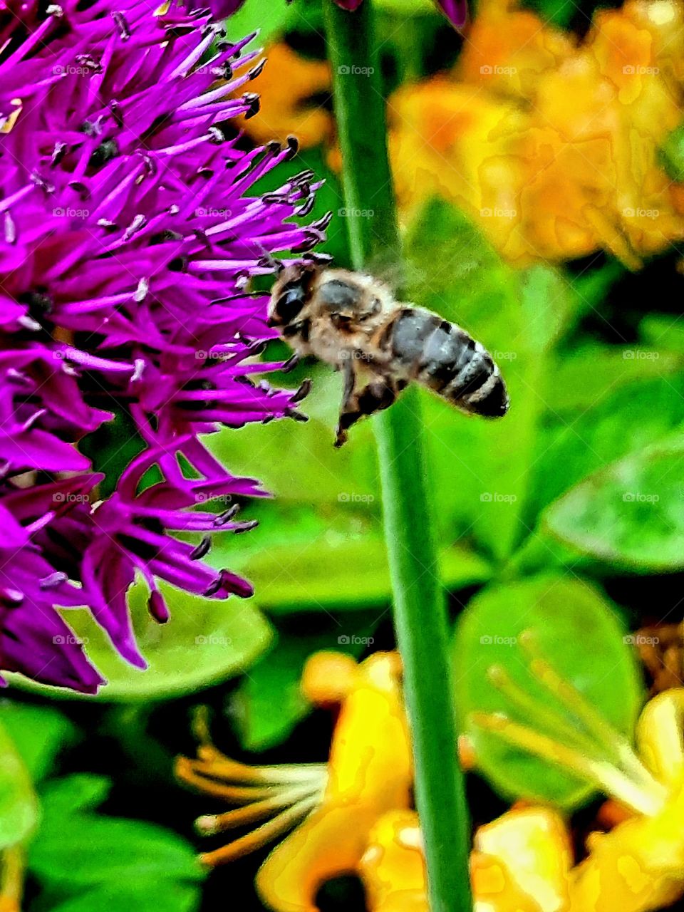 flying bee searching for  nectar at purple garlic flower