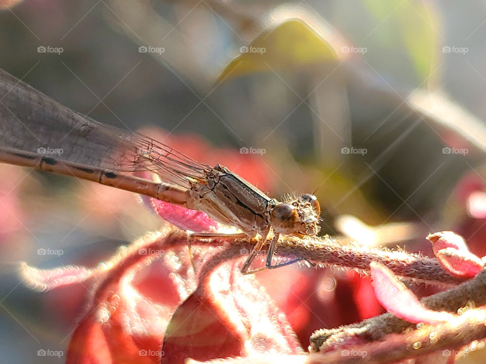 A tan colored damselfly illuminated by morning light while standing on a colorful and bright reddish loropetalum shrub.