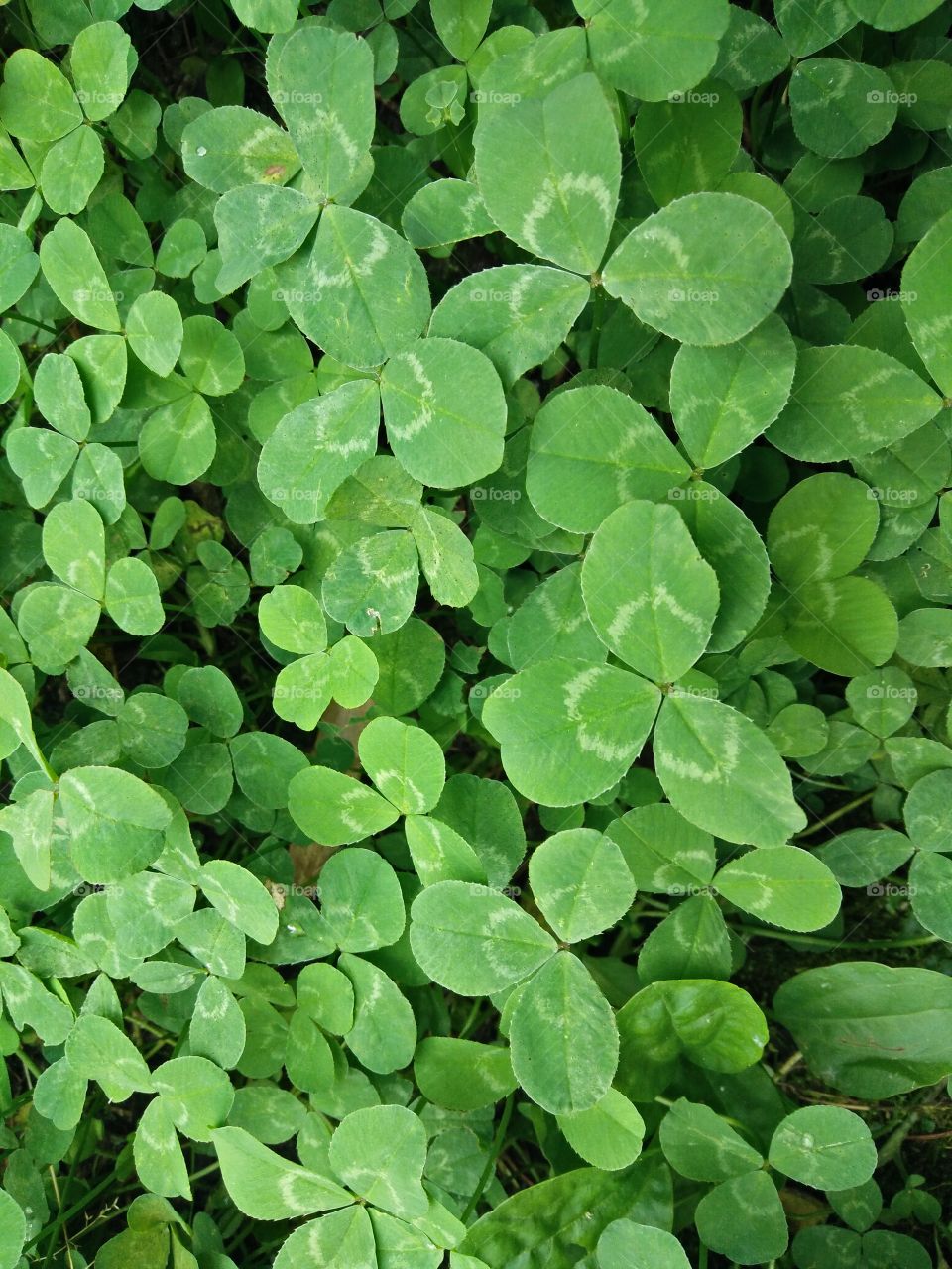 a group of colorful green spontaneous clovers in a garden in springtime