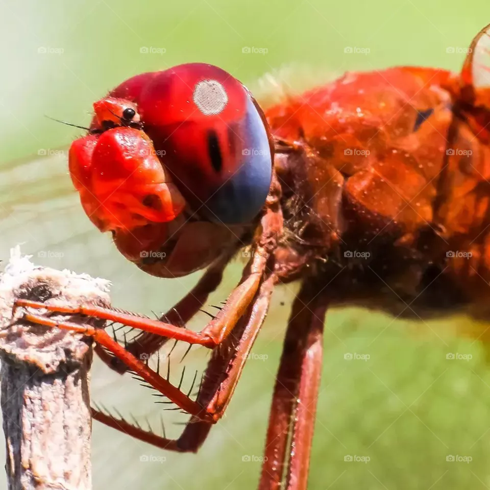 Red insect