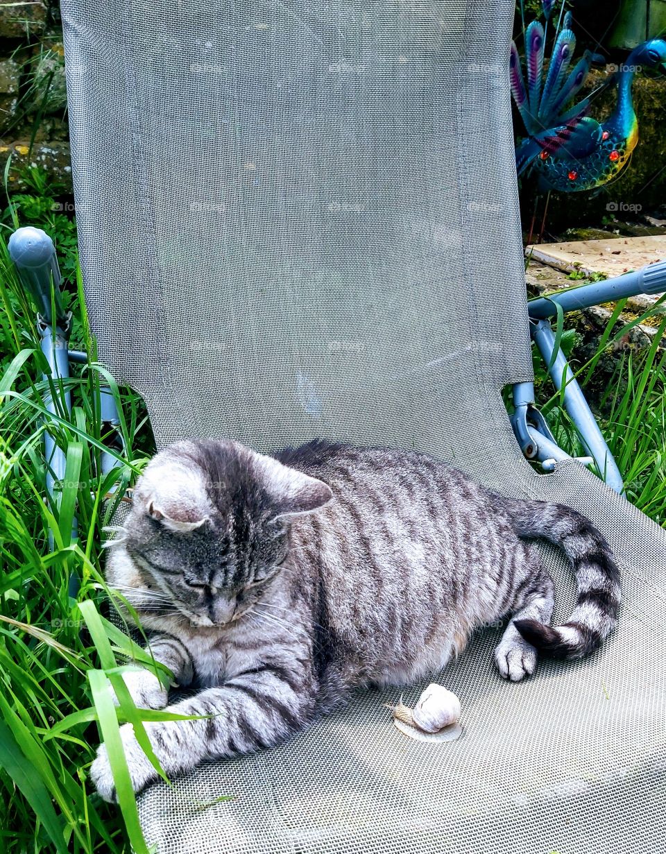 Mon chat avec un escargot