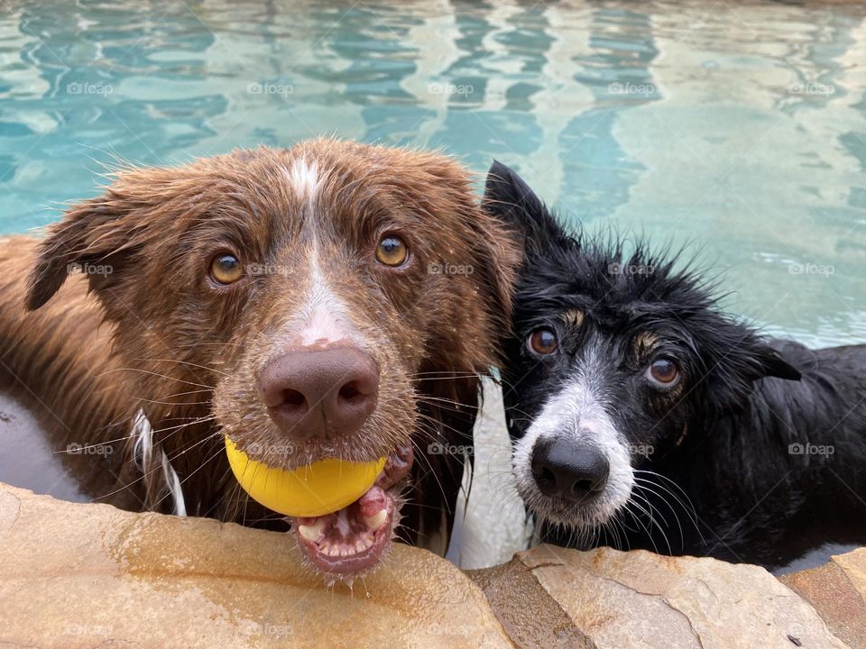 Two cute border collies standing in a swimming pool 