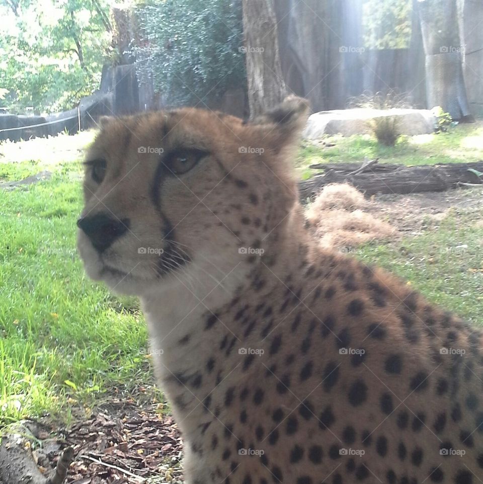 cheetah up close & personal