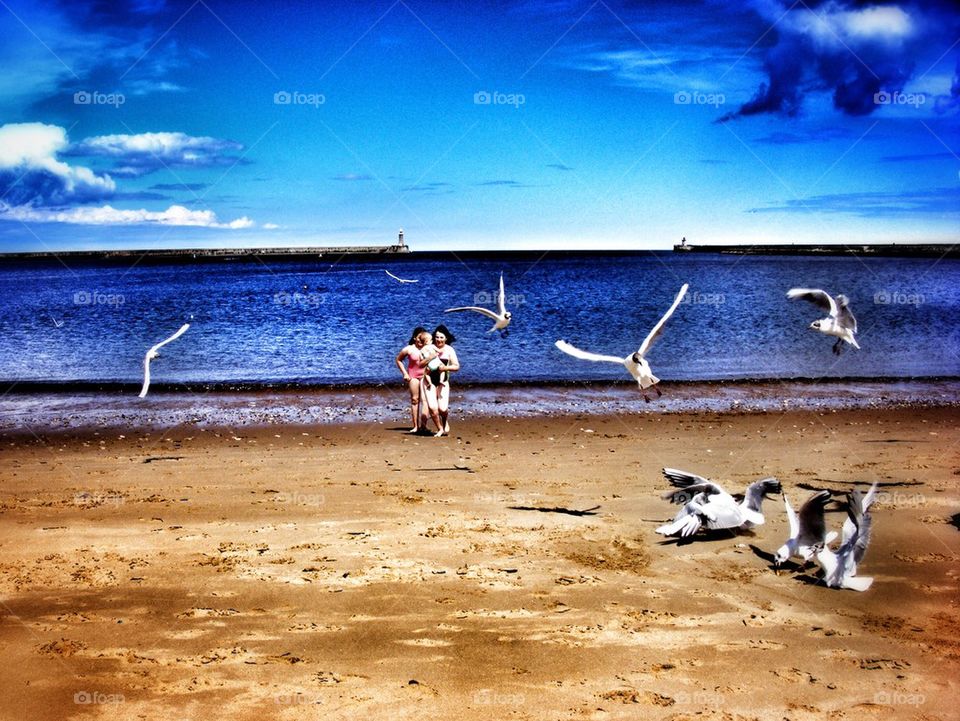 Beach birds