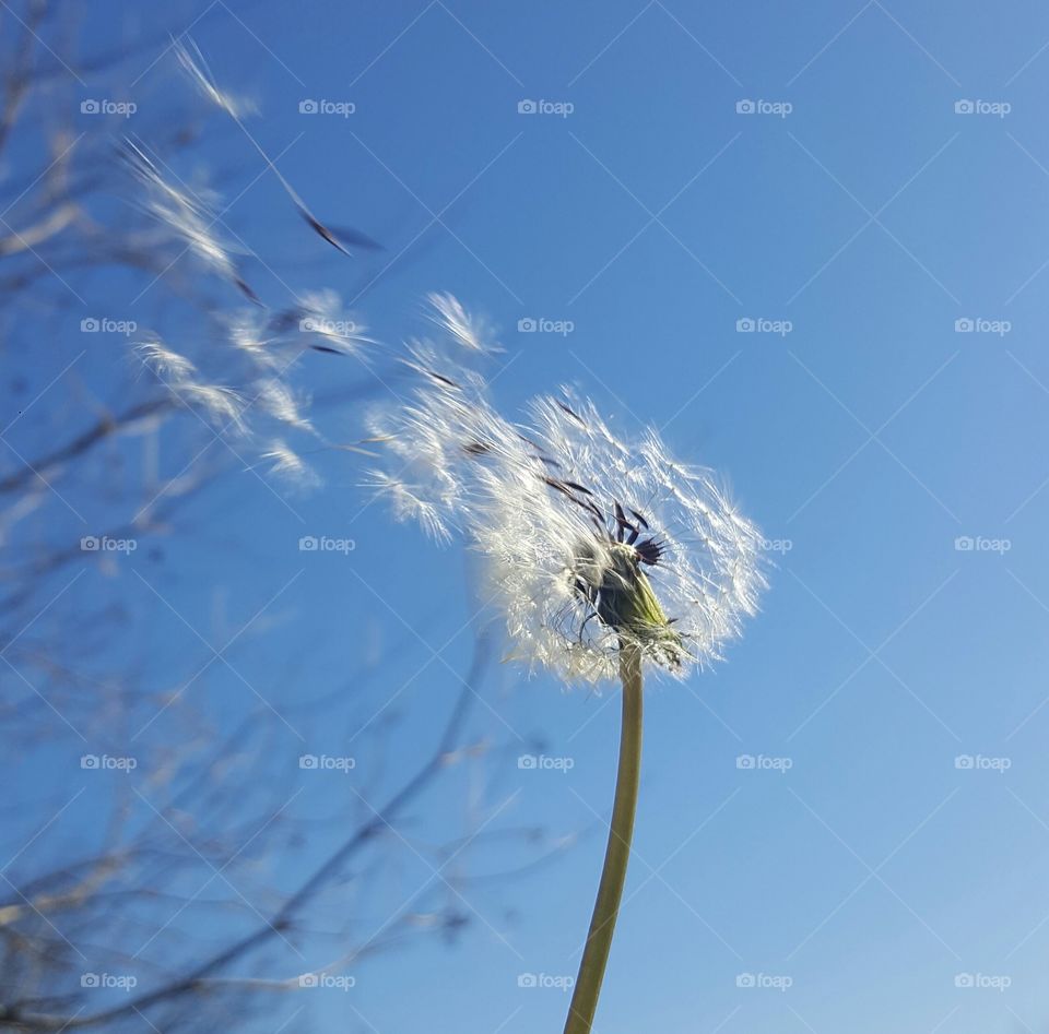Dandelion in flight