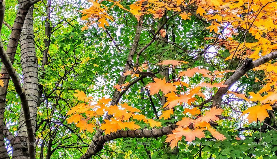The first signs of autumn. Moscow, September, 2019.