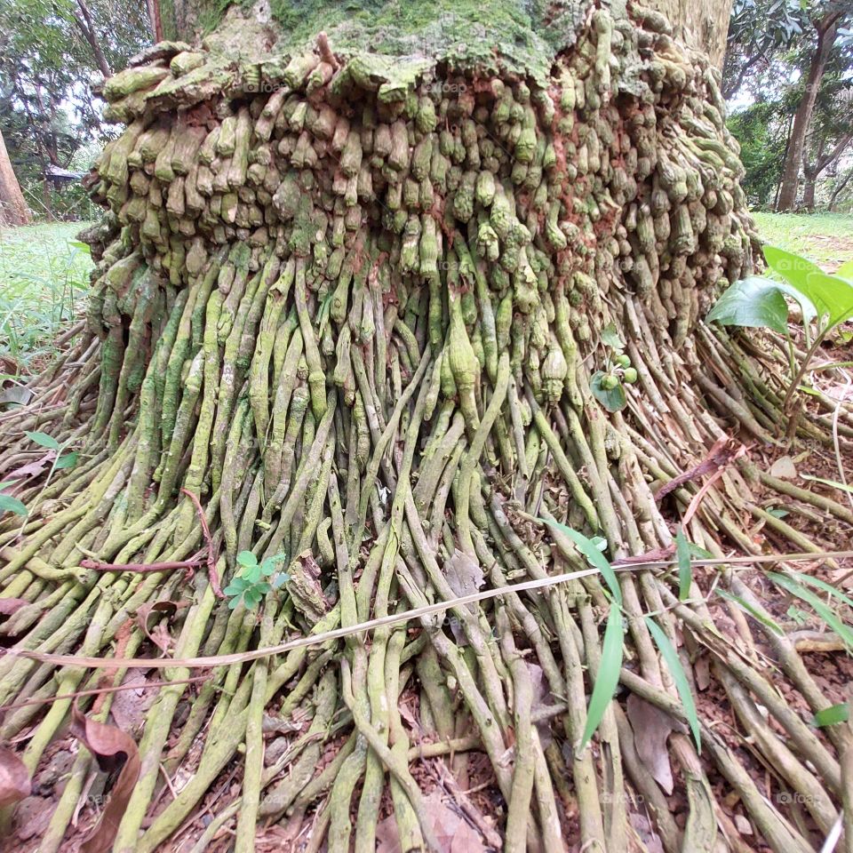 palm tree roots visible from the outside