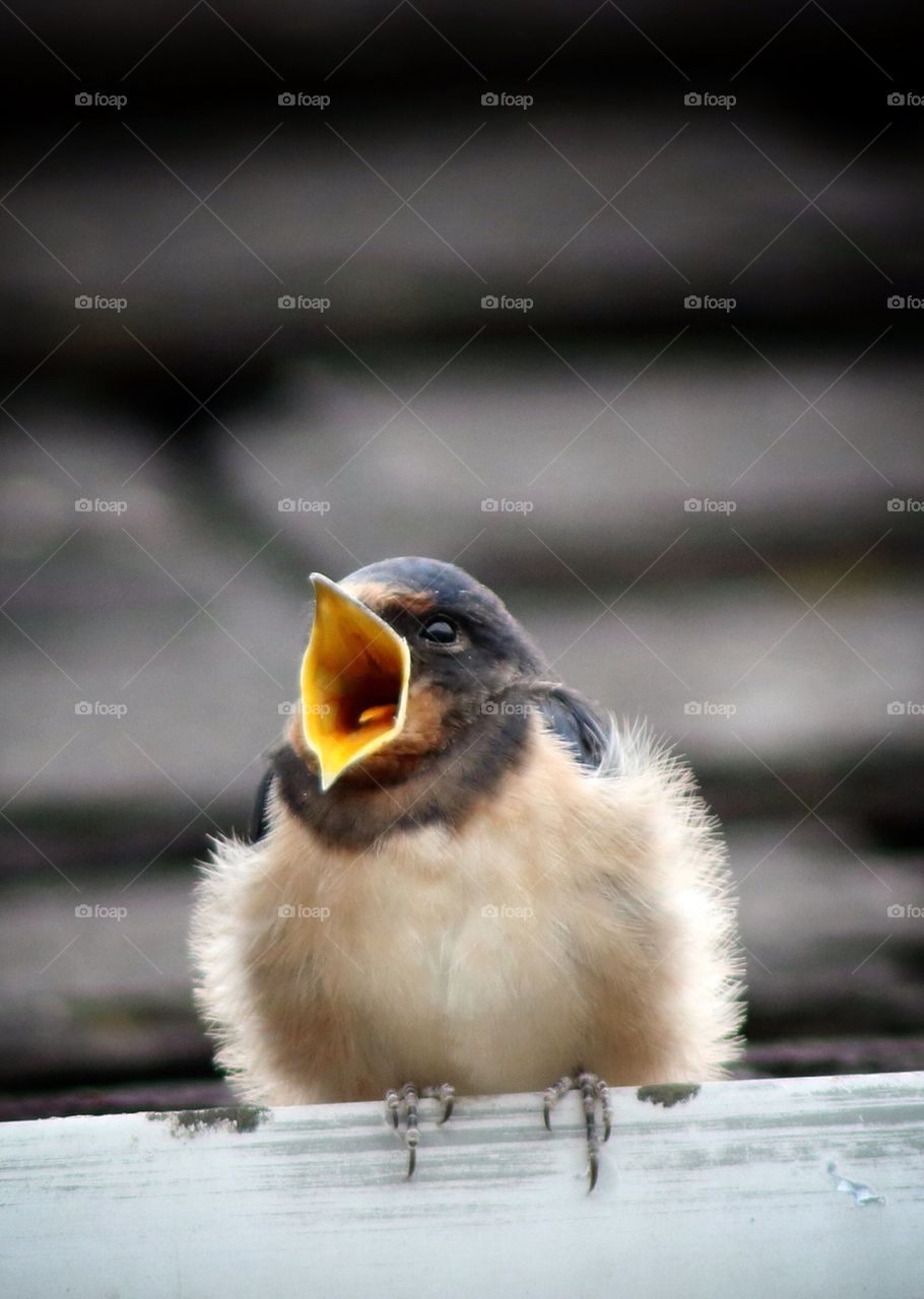 Close-up of chick with its mouth open