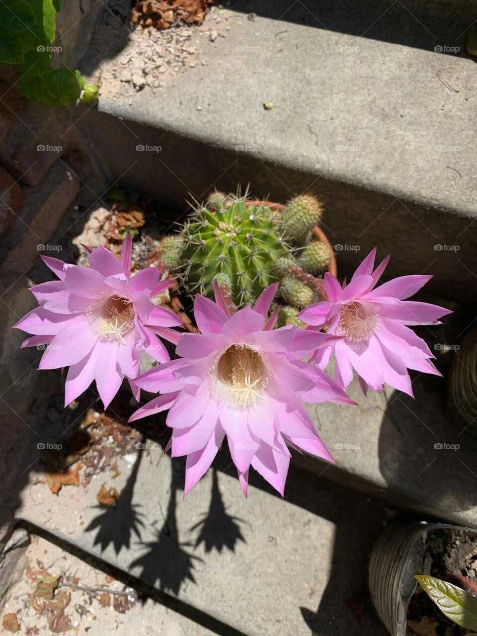 cactus