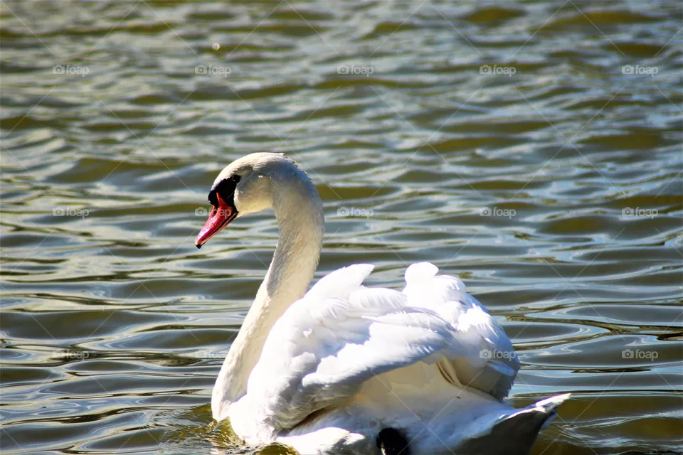 The Swan