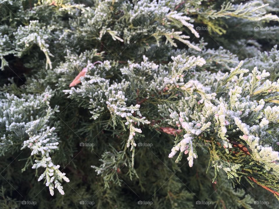 Frost on cyprus branches