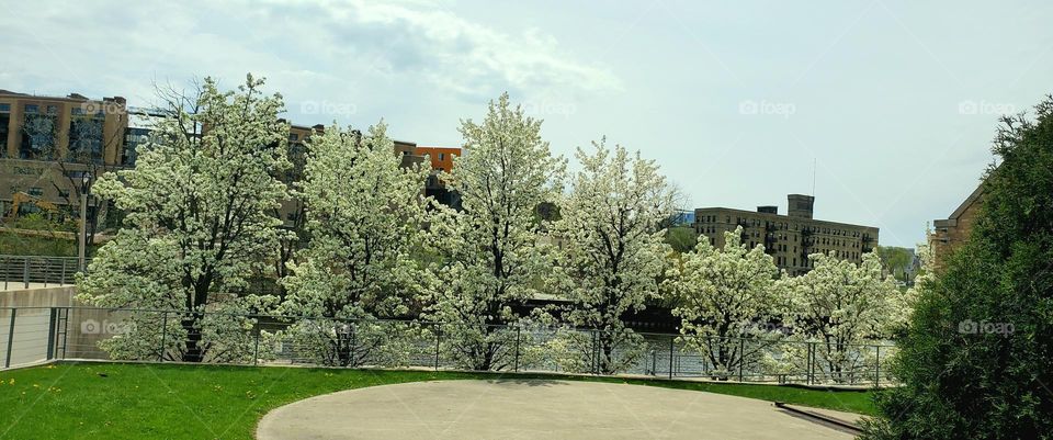 tree blossoms