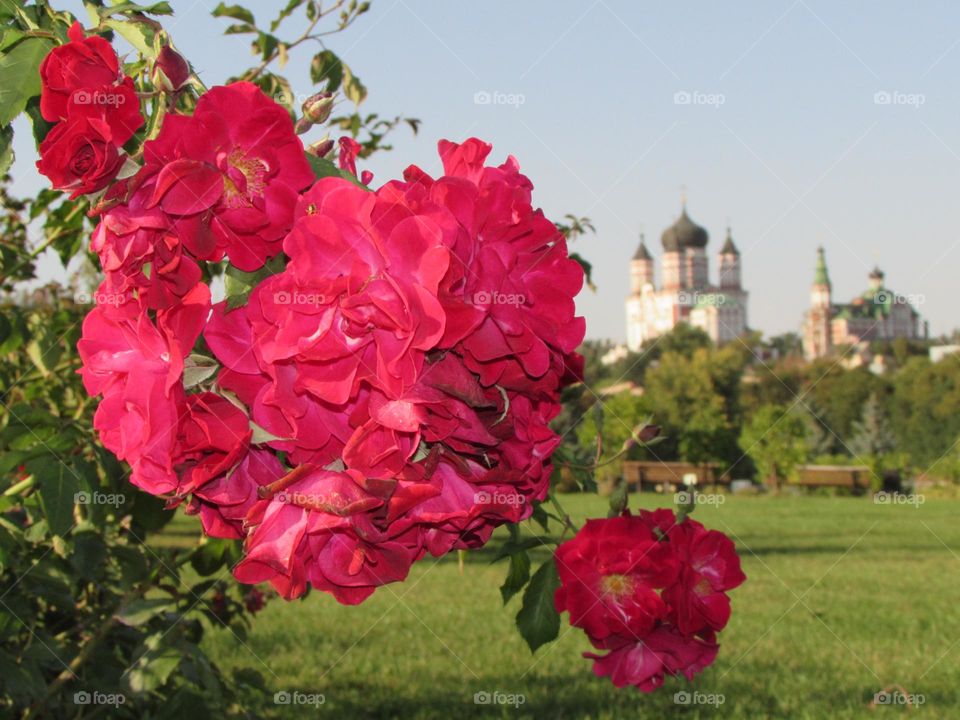 A branch of roses on the background of the church