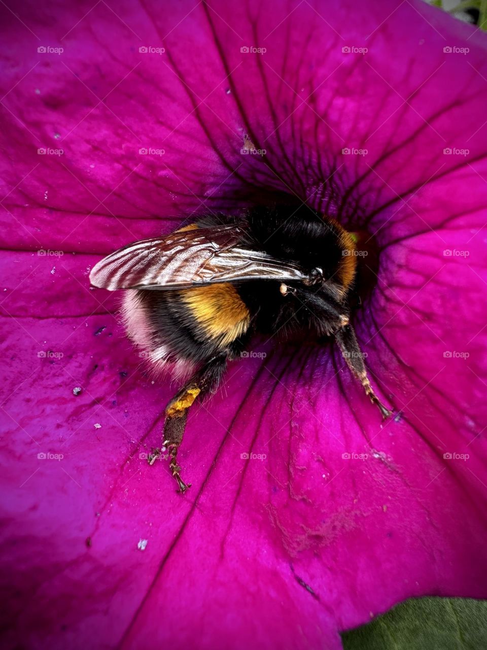 Bumblebee in the flower, purple petunia 