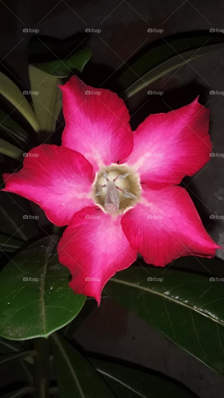 tulip terompet flower