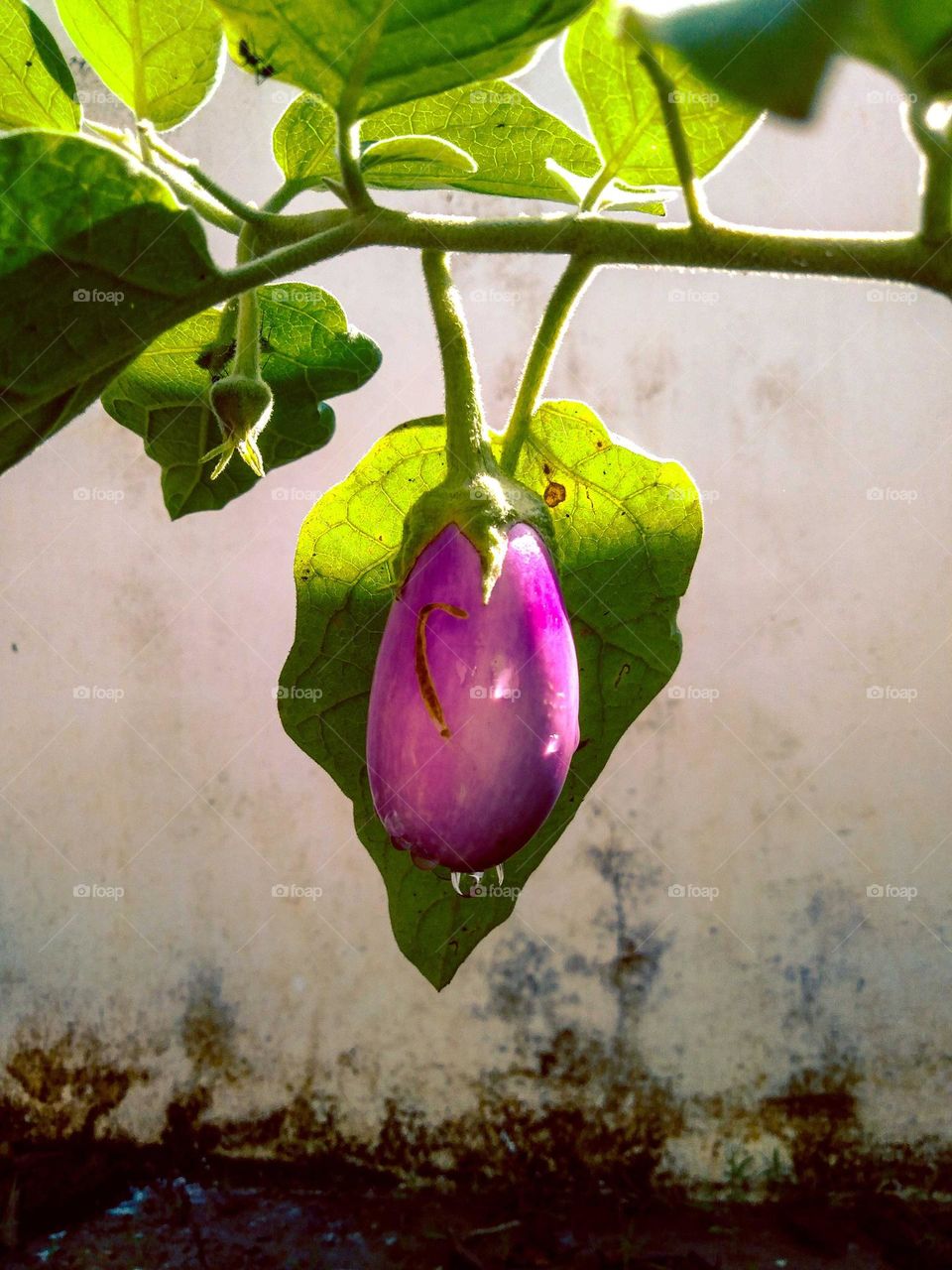 Brinjal
