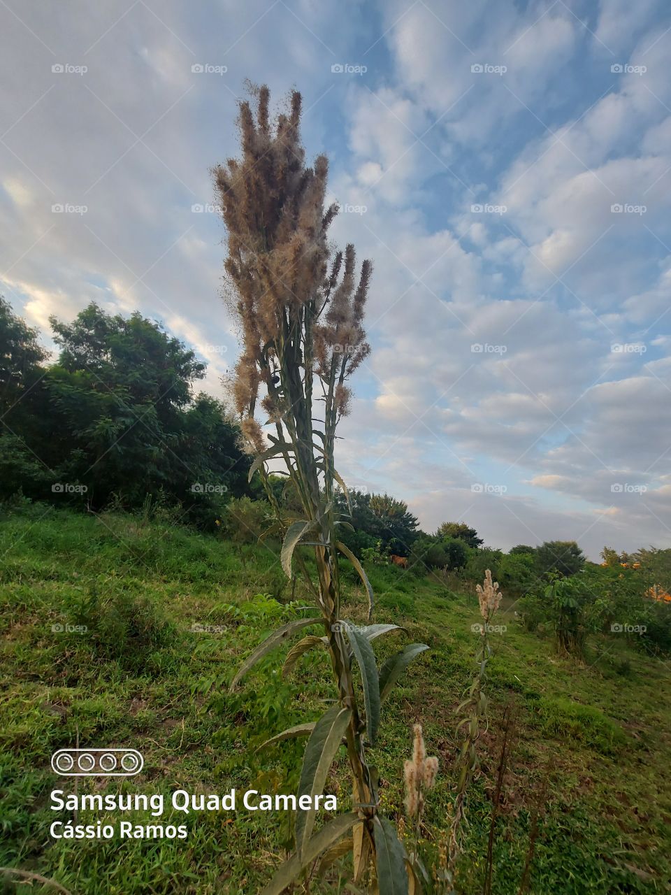 vamos viver natureza precisa de vcs