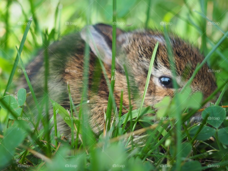 A bunny in the green