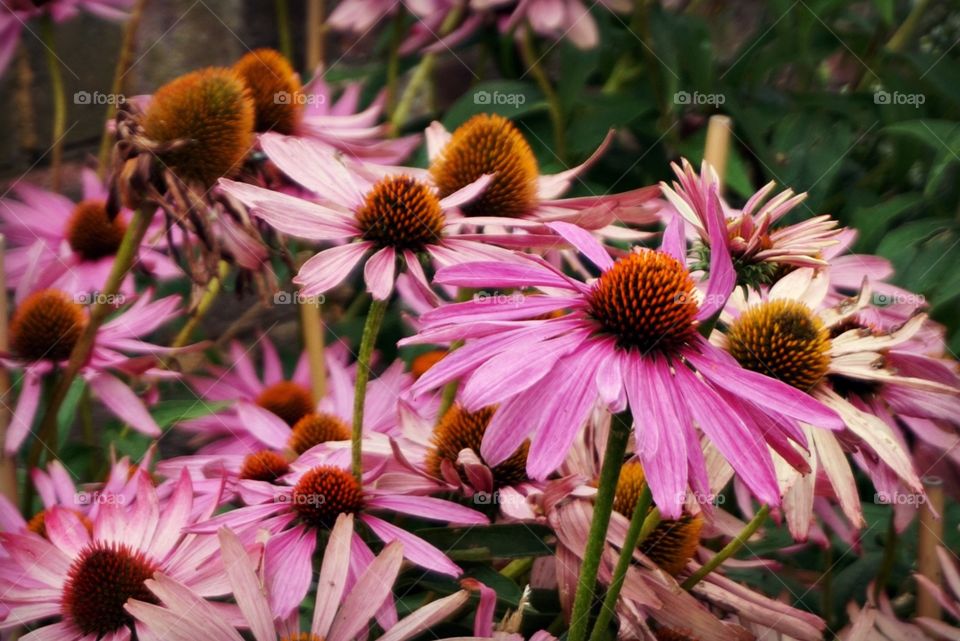 Pine cone flower