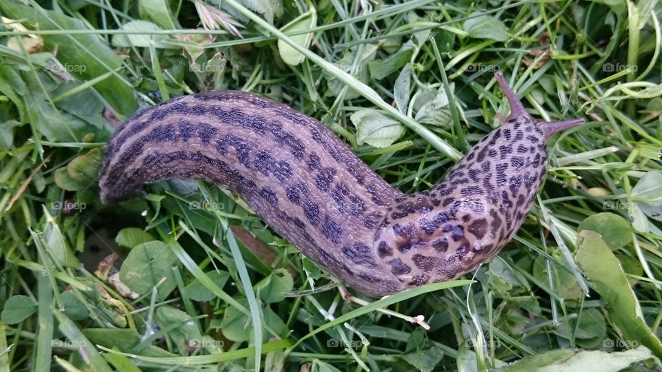 Leopard slug grass close-up - fläckig snigel gräs - pantersnigel - leopardsnigel 