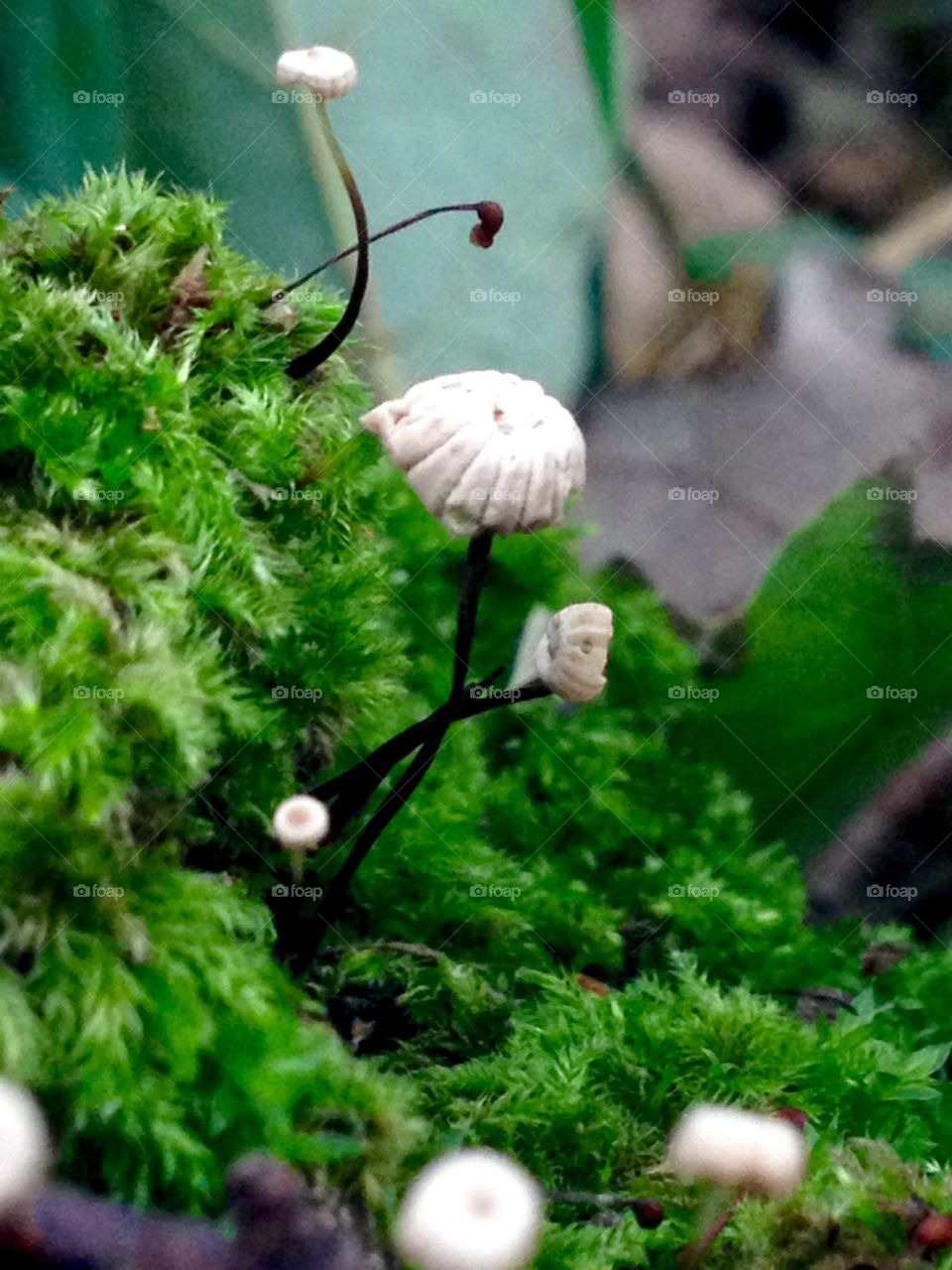 Mushroom in the middt of moos