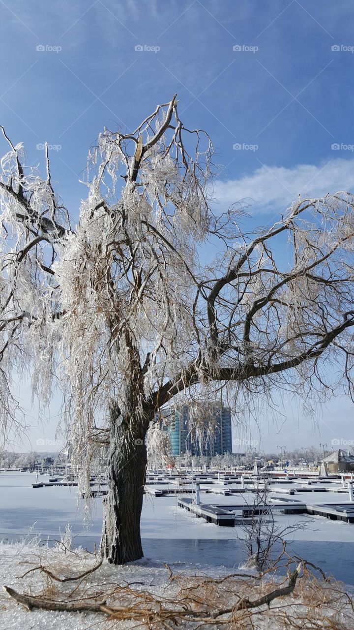 Wintry Willow