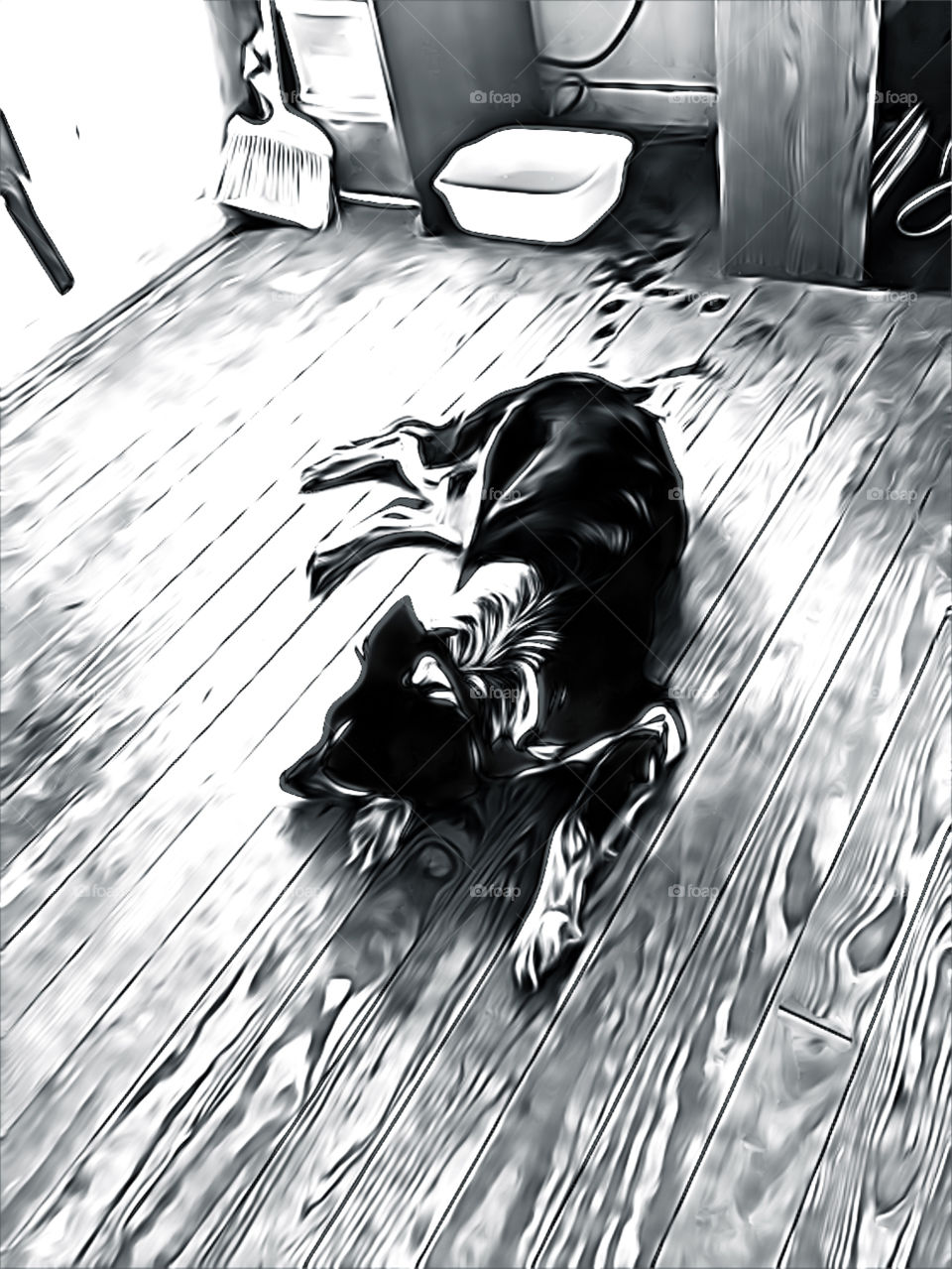 Dog on wooden floor 