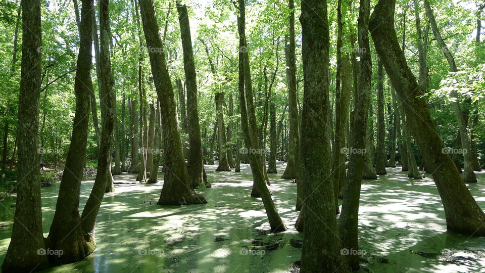 Swamp on Natchez Trace