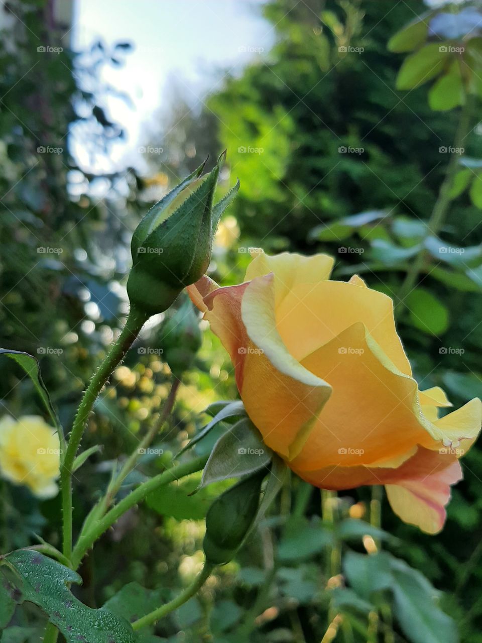 rose in late summer