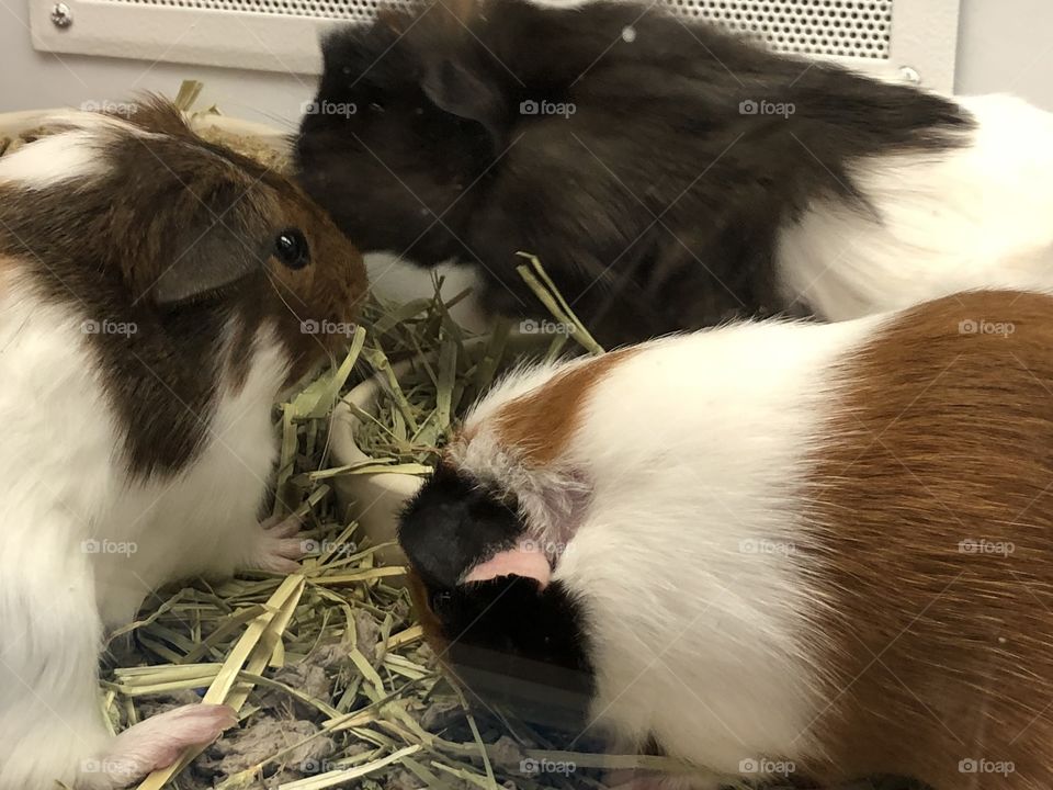 Cute rodent guinea pigs