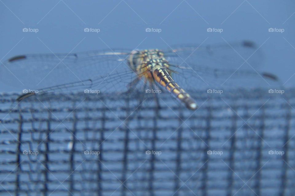 dragonfly