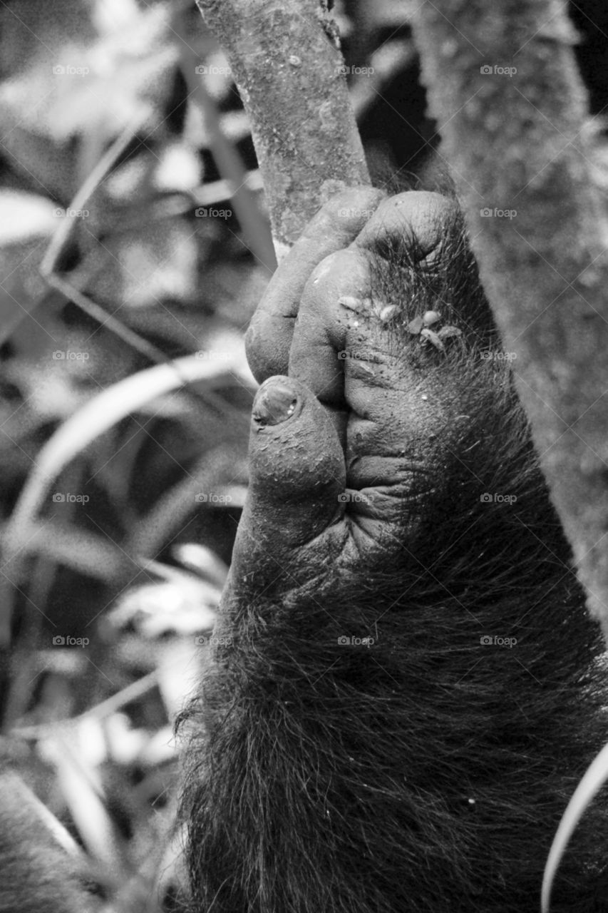 Gorilla hand
