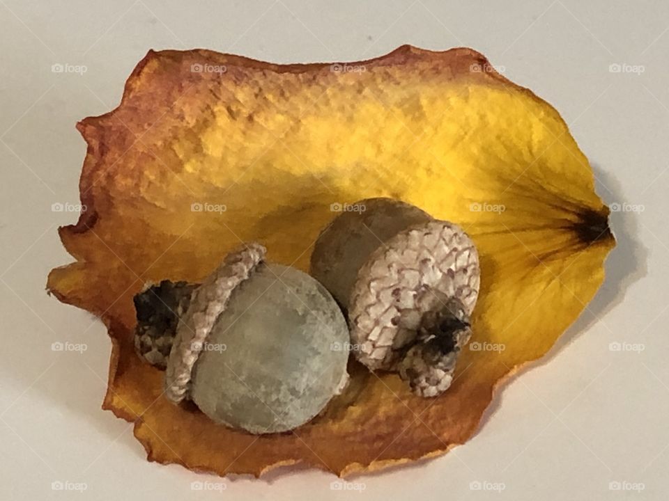 Acorns in dried orange rose petal