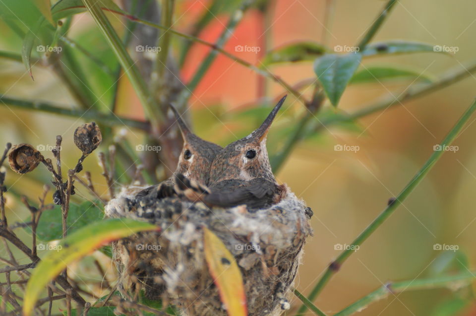 Hummingbird chicks