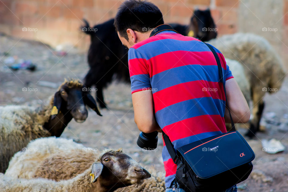 Man photographing the sheep