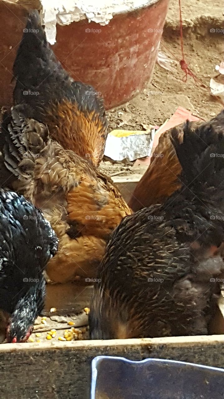 Hens eating