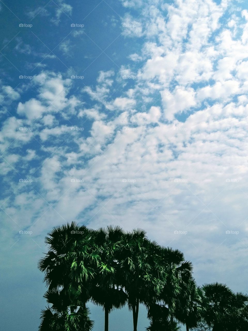 beautiful Skype view with green tree...