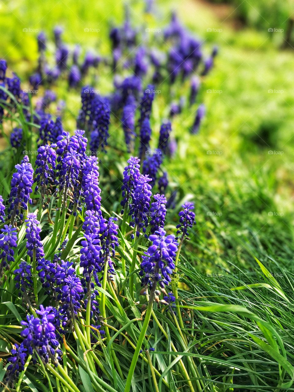 Beautiful spring flowers