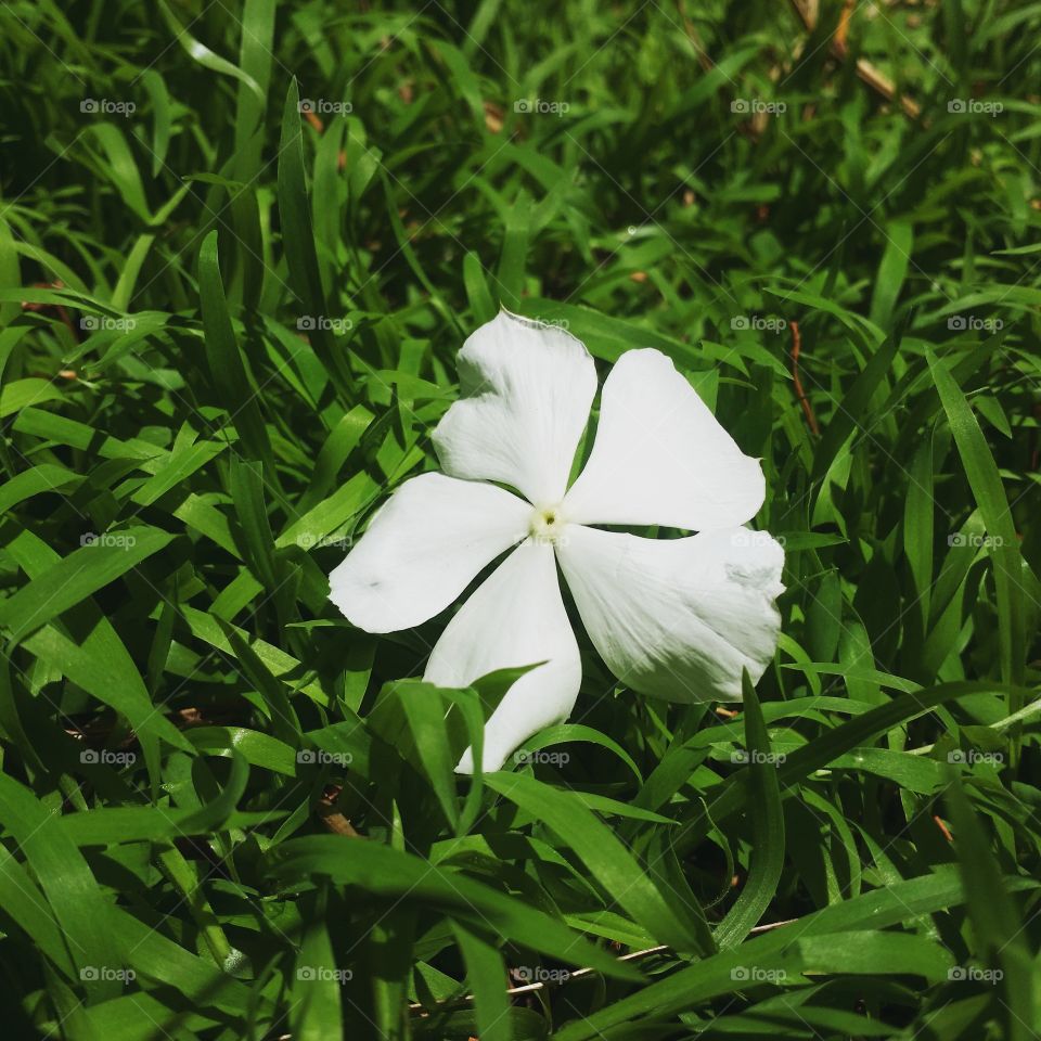 Flower whites