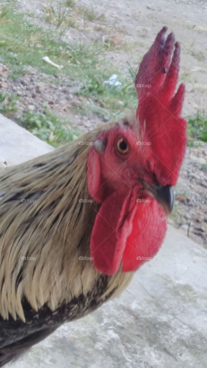Red crested rooster