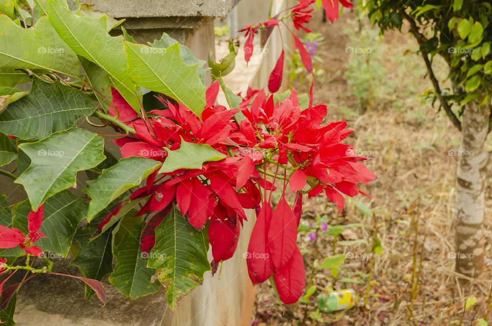 Red Poinsettia