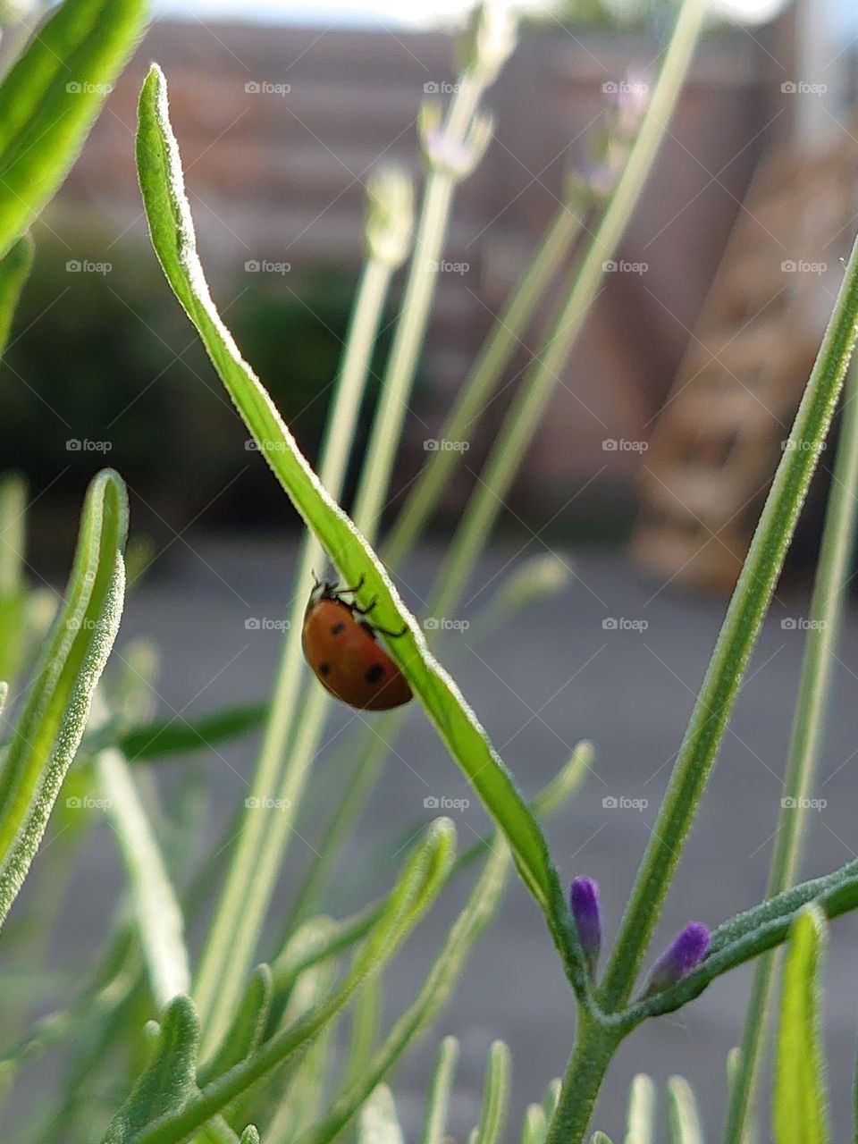 Ladybug at the lavender
