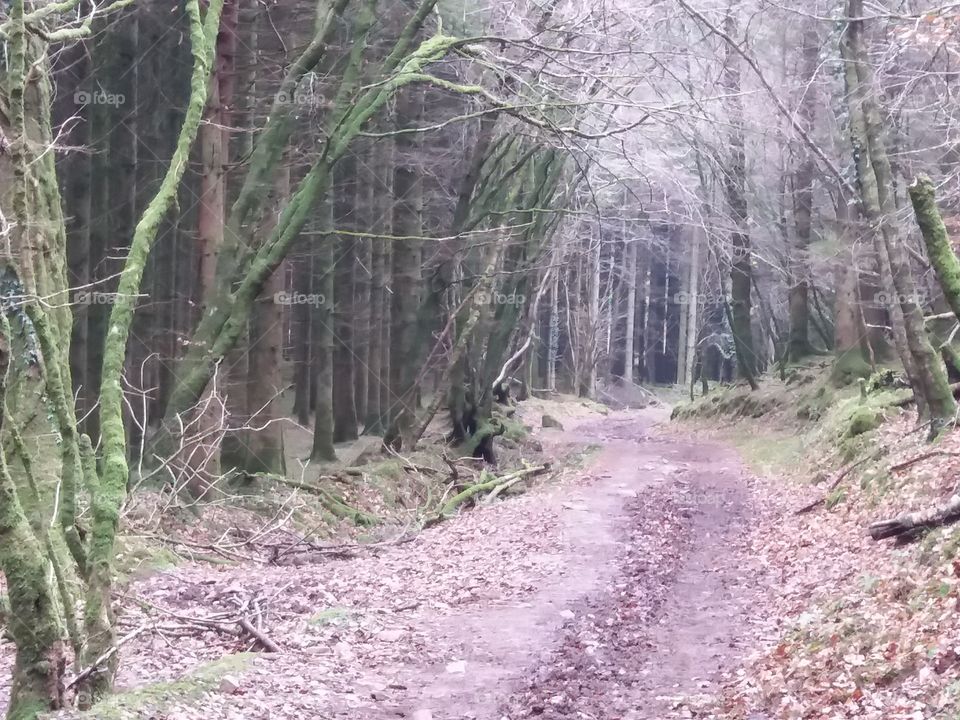 Tree lined