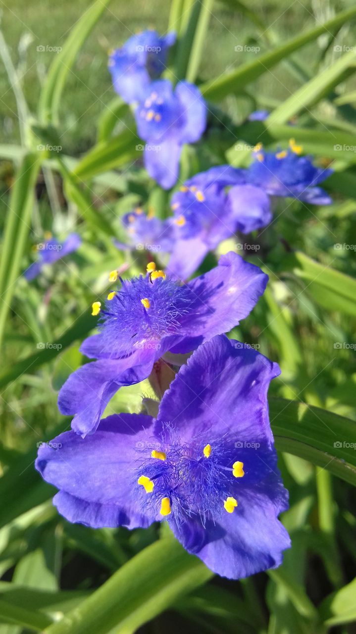 Tradescantia Garden