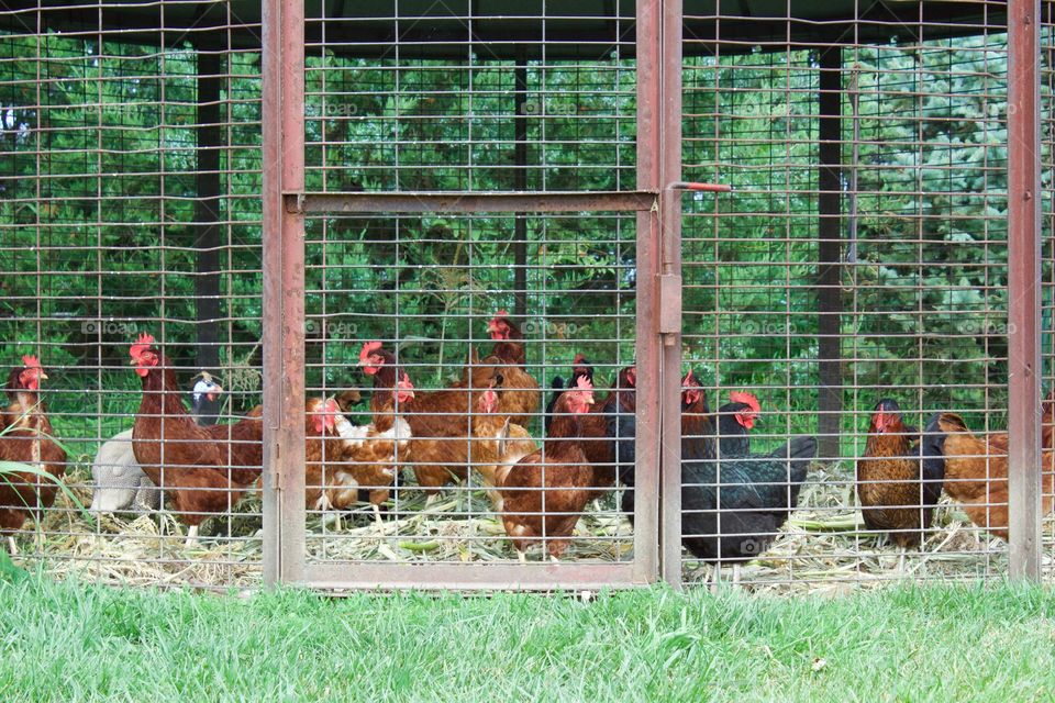 Chickens in a covered, wire enclosure 