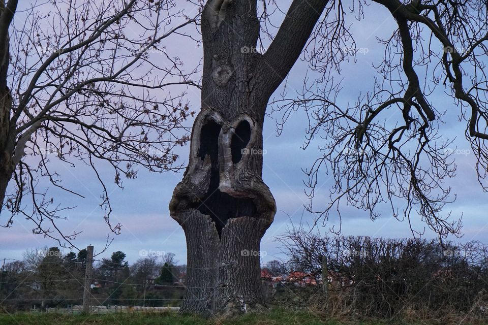 Funny looking tree 