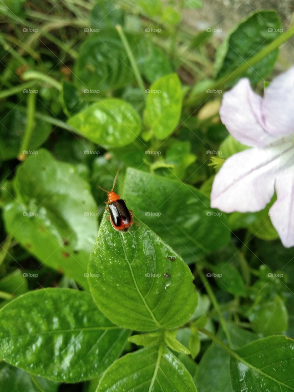 A Very Beautiful Black & Orange Insect, With Green Leaf.