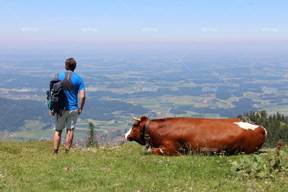 Hiker enjoys the panoramic view from the mountain peak, a cow is lying beside him 