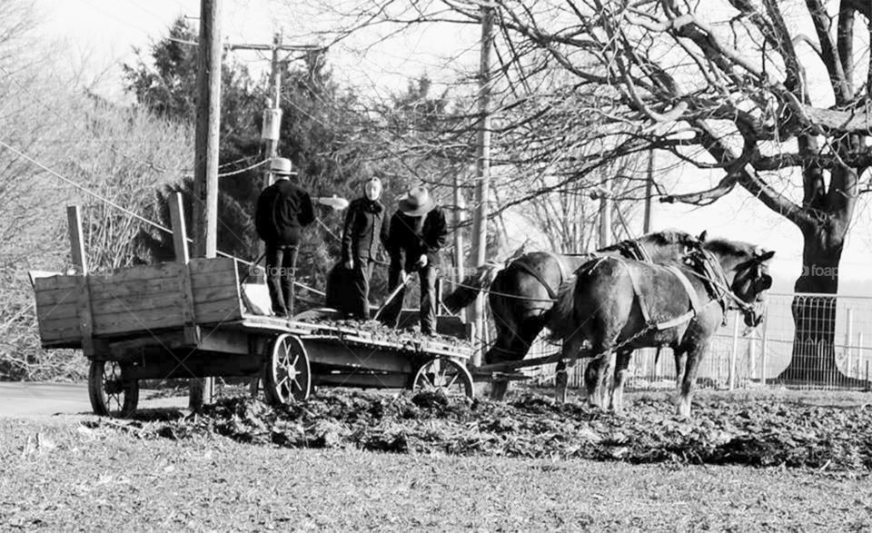 Amish manure spreader. Amish men and women shovel manure by hand on a horse-drawn wagon in Lancaster,  PA
